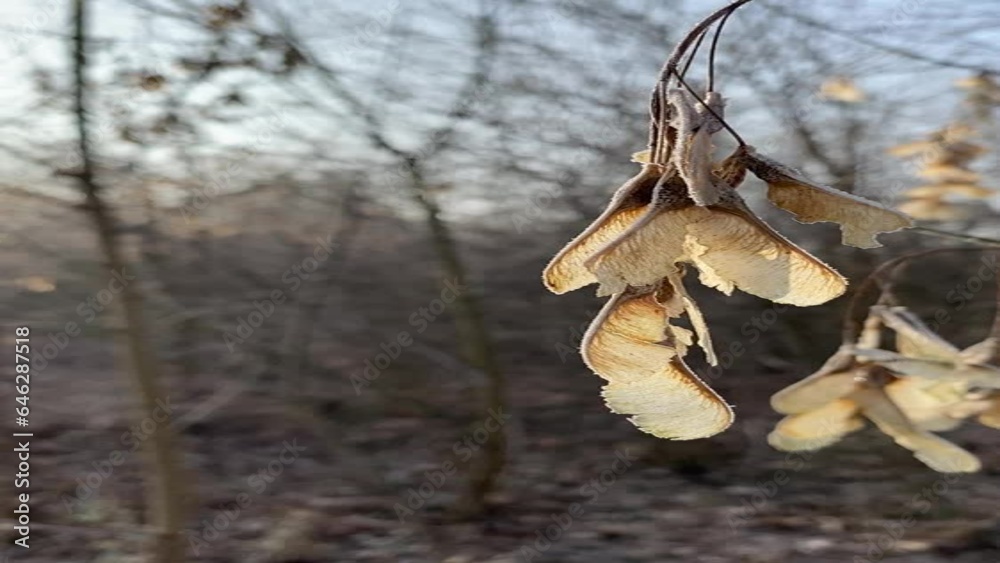 Wall mural dried maple seeds hanging on a branch and swaying in the wind