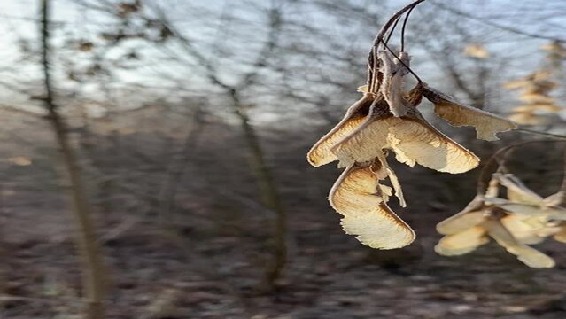 Dried maple seeds hanging on a branch and swaying in the wind