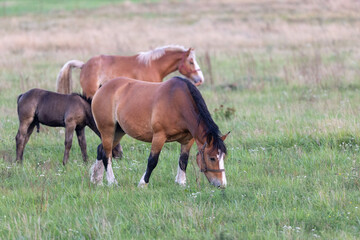 Obraz premium Group of horses eating grass in field