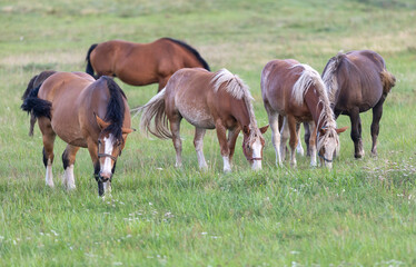 Naklejka na ściany i meble Group of horses eating grass in field