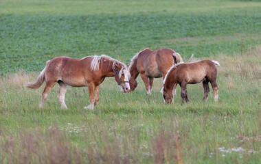 Group of horses eating grass in field