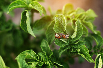 Colorado potato beetle, Leptinotarsa decemlineata, in potato leaves. insect pests that cause great...