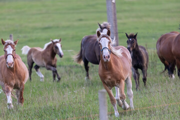 Group of horses eating grass in field