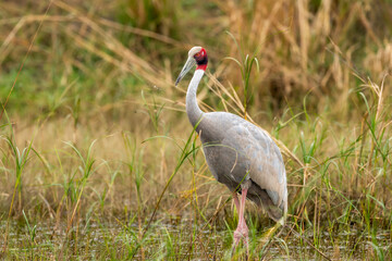 sarus crane or Grus antigone closeup with water droplets in air from beak in natural green background during winter excursion at keoladeo national park or bharatpur bird sanctuary rajasthan india asia