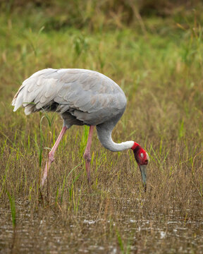 sarus crane or Grus antigone closeup feeding behaviour in natural green grass background during winter excursion at keoladeo national park or bharatpur bird sanctuary rajasthan india
