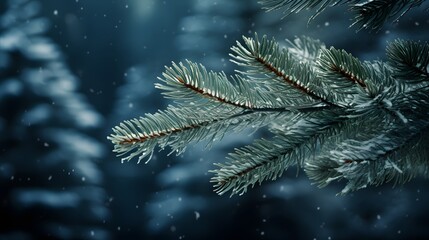 Fototapeta na wymiar Pine tree branches are covered with frost, nature winter natural dark background, snow-covered coniferous needles close-up, soft focus, bokeh and copy space