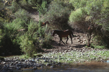 herd of brown horses graze by the river with water in summer