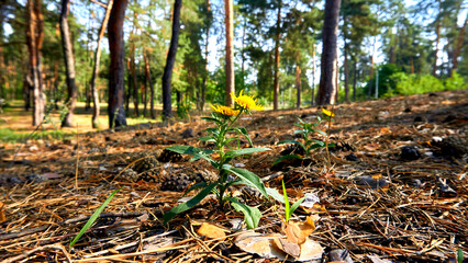 Yellow wild medicinal useful herbal flower Elecampane in a forest sunny meadow