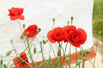 Beautiful flowers red poppies