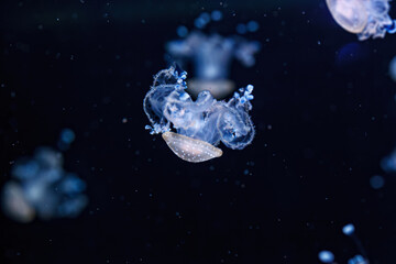 Naklejka na ściany i meble underwater shot of a beautiful Australian Spotted Jellyfish