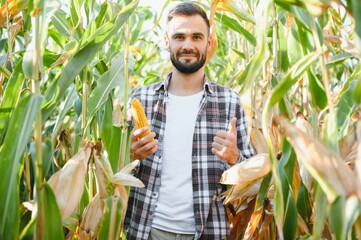A male farmer or agronomist is working in a corn field. The concept of agriculture