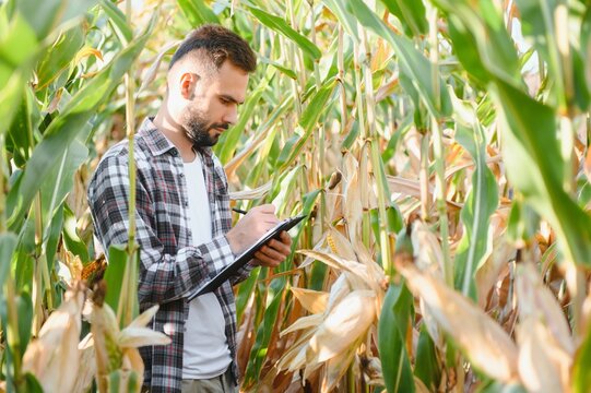 A man inspects a corn field and looks for pests. Successful farmer and agro business.