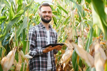 Farmer inspecting the years maize or sweetcorn harvest.