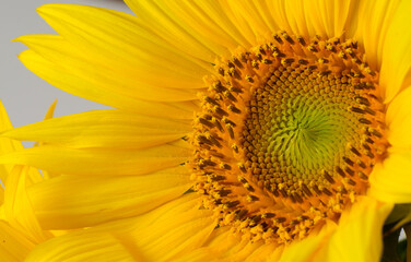 Beautiful Yellow Sunflower Close up. Summertime floral background with a selective focus macro shot of bright Sunflower.