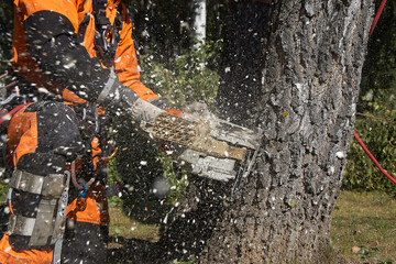 Tree surgeon. Working with a chainsaw. Sawing wood with a chainsaw.