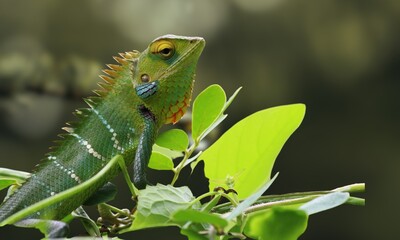 The chameleon is a fascinating and highly specialized reptile known for its remarkable ability to change the color of its skin and its distinctive appearance. 