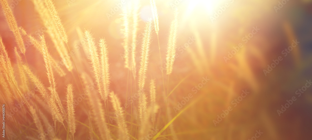 Aufkleber art autumn wild meadow at sunset. macro image, shallow depth of field. abstract autumn nature backgr