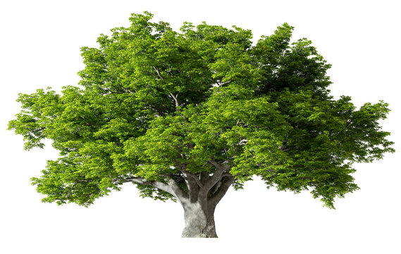 Big tree standing growth cut-out transparent backgrounds 3d rendering png