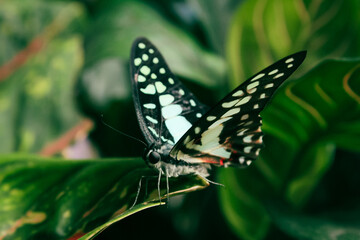 butterfly on leaf