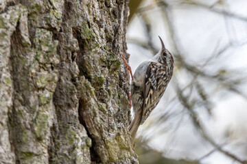 grimpereau des bois