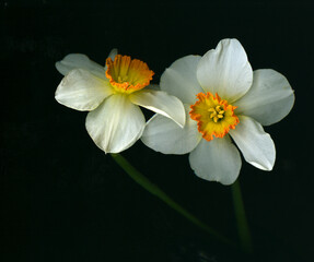 Vista de las flores del narciso blanco y amarillo sobre fondo negro.