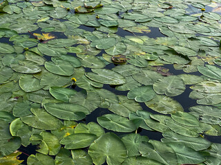 Close-up lotus flower petals on the lake
