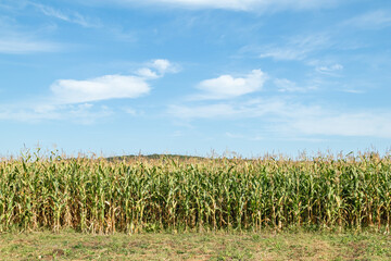 Fototapeta na wymiar A view of a corn field plantation with a blue sky background. Green corn field. Corn plantation.