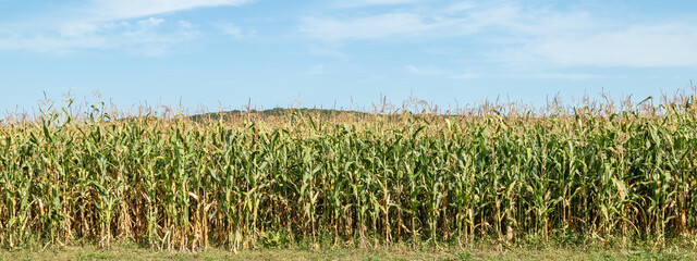 A view of a corn field plantation with a blue sky background. Green corn field. Corn plantation.