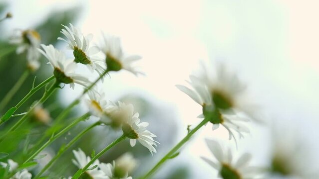 Pharmaceutical camomile. Matricaria chamomilla bloom. Chamomiles. Beautiful nature fresh medical chamomille heads for natural bio eco cosmetics showing ad. Daisy flower. Floral background. Bottom view