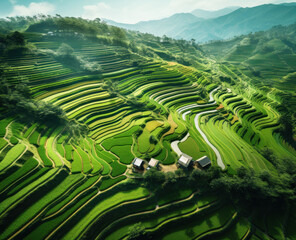  Aerial view of terraced rice field. Food security