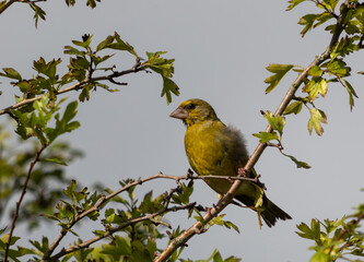 verdier d'Europe, juché sur sa branche, sous une très belle lumière