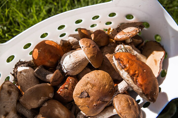 Noble, royal mushrooms. Porcini mushrooms, aspen, podberezoviki. Mushrooms in the basket. Mushroom picking in autumn.