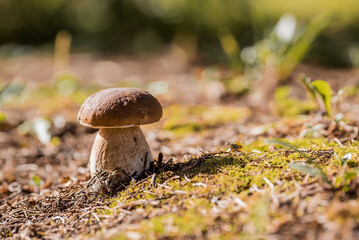 A noble, royal mushroom. White mushroom boletus. Porcini mushrooms in the spruce forest. Beautiful texture of nature background.