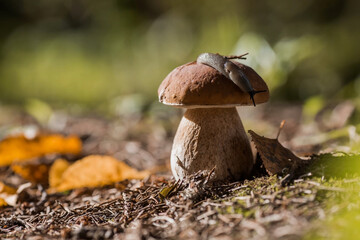 Fototapeta premium A noble, royal mushroom. White mushroom boletus. Porcini mushrooms in the spruce forest. Beautiful texture of nature background.