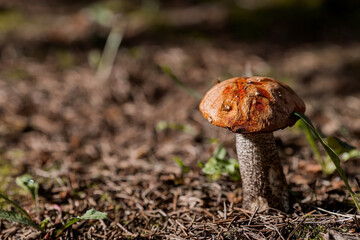 A noble, royal mushroom. Podosinovik genus Leccinum Obabok (Lat. Leccinum). Mushrooms in the forest. Beautiful texture of nature background.