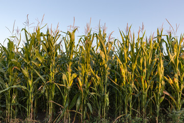 Naklejka premium Ripening corn on the field edge in evening light