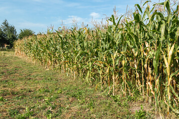 A view of a corn field plantation with a blue sky background. Green corn field. Corn plantation.