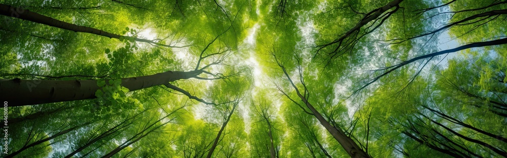 Poster Into green canopy. Tranquil forest scene. Sunny day. Reaching for sky. Nature umbrella. Trees and sunlight in woods