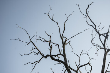 Dry tree branches. View from the bottom of the tree, no leafs against and blue sky.