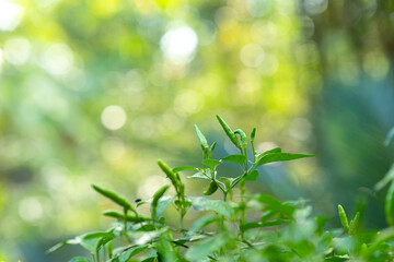 Obraz premium Green Bird's Eye Chili in the vegetable garden.