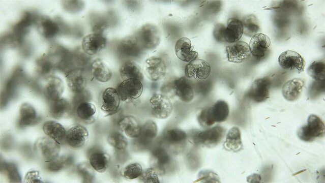 Larvae veliger Mollusca in a clutch of eggs under microscope, class Gastropoda. White sea