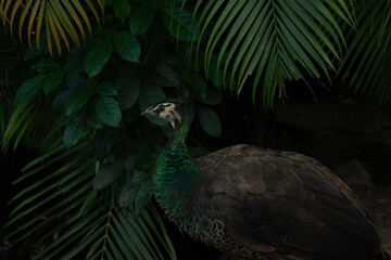 Pavo real