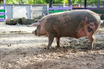 Cerdísimo © Verónica