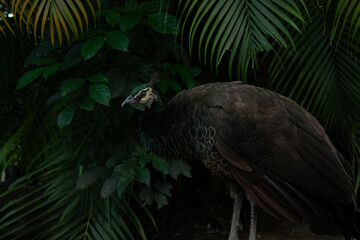 pavísimo_3 © Verónica