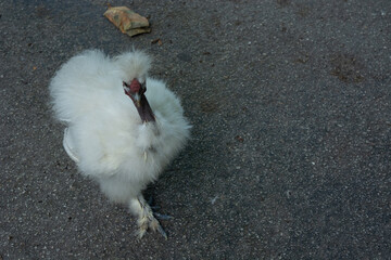 gallina turuleca © Verónica