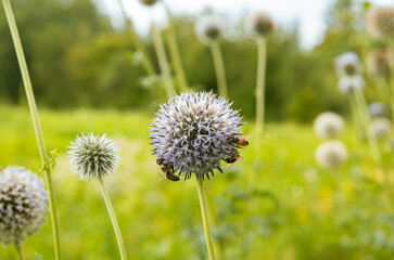 Echinops sphaerocephalus, known as glandular globe-thistle, great globe-thistle with honeybees collecting honey outdoors in summer.