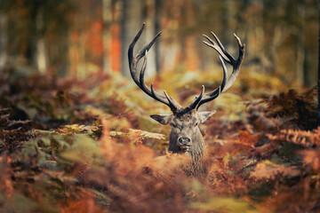 la tête d'un cerf pendant la période de brame en forêt en automne - obrazy, fototapety, plakaty