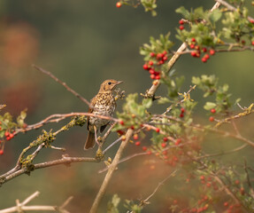 très belle grive musicienne en migration, sous de belles lumières de fin d'été
