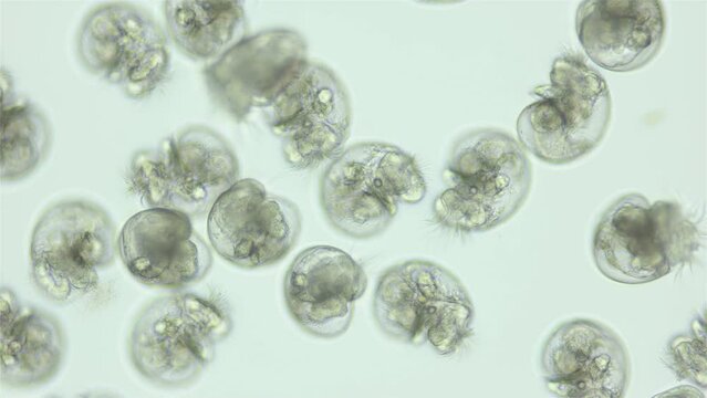 Larvae veliger Mollusca in a clutch of eggs under microscope, class Gastropoda. White sea