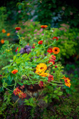 calendula flowers in the garden